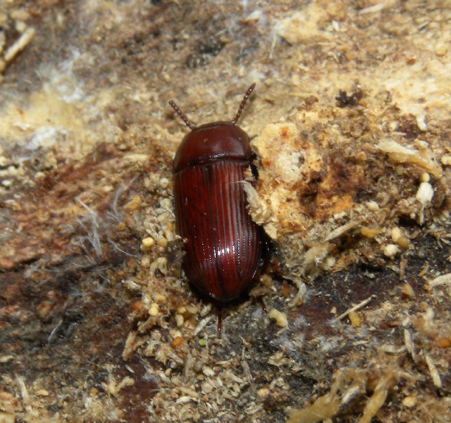 Tenebrionidae: Uloma culinaris e Elateridae: Ampedus pomonae